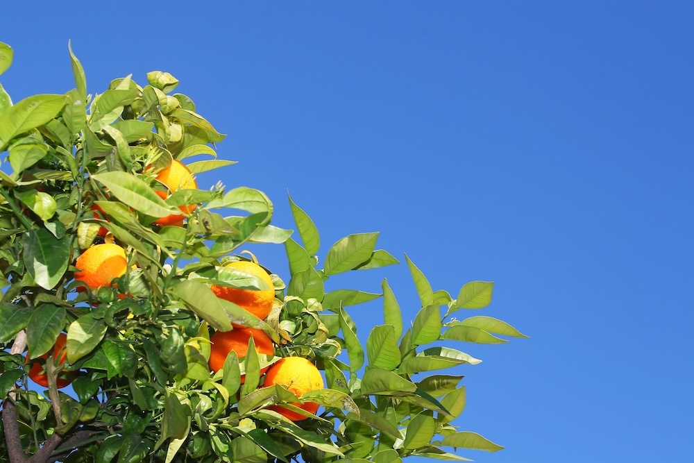 Spring Maintenance Checklist for Rental Properties: A Landlord's Guide to Protecting Your Investment