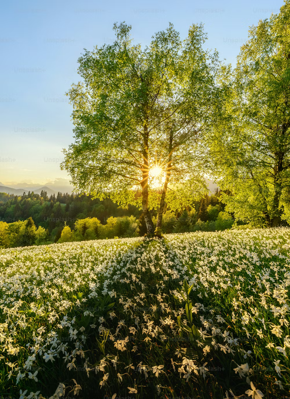 The Traid in Bloom: The Best Things to Do in the Spring